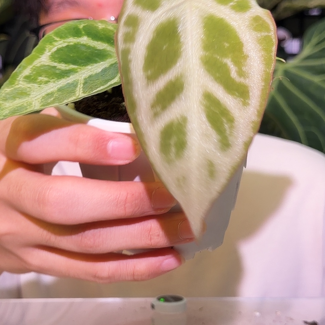 完全开放U149银虎杂粉刷子