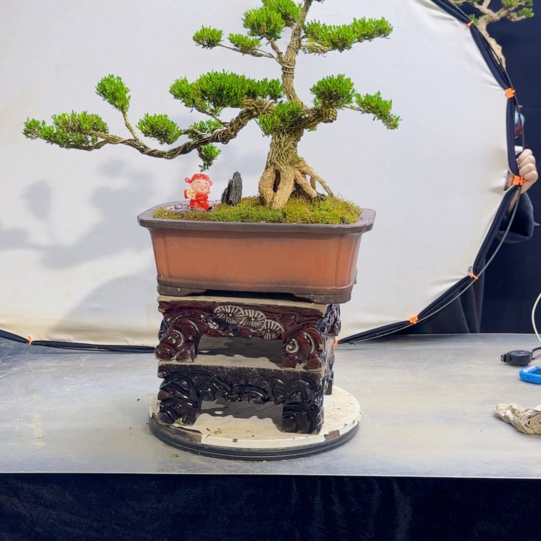 高端盆景艺术作品