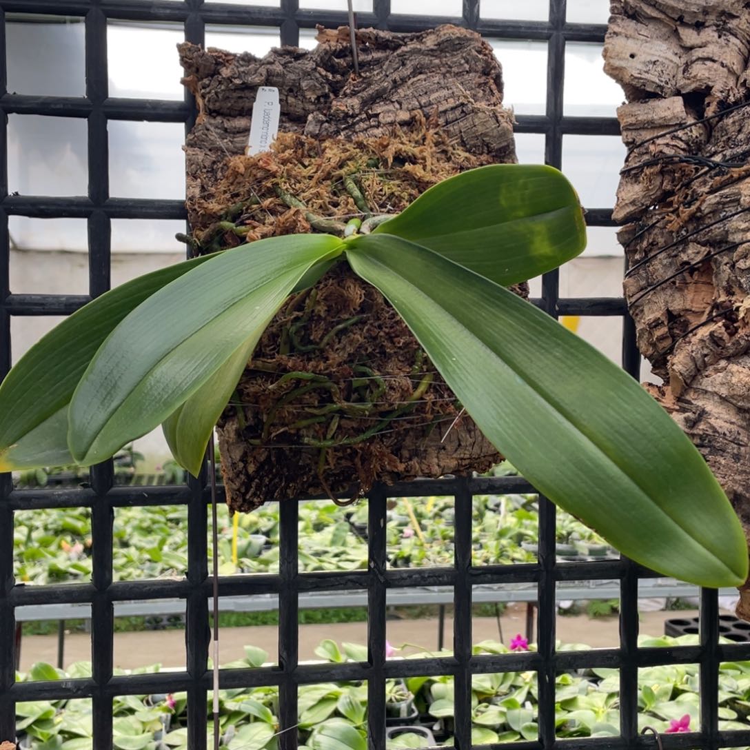 当前无花栽培后可以开花红路德兄弟交，叶微瑕