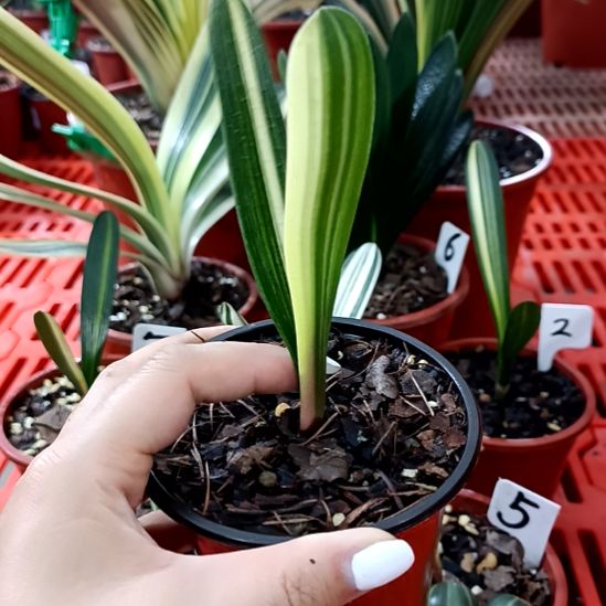 与***。君子兰一物一拍谢谢