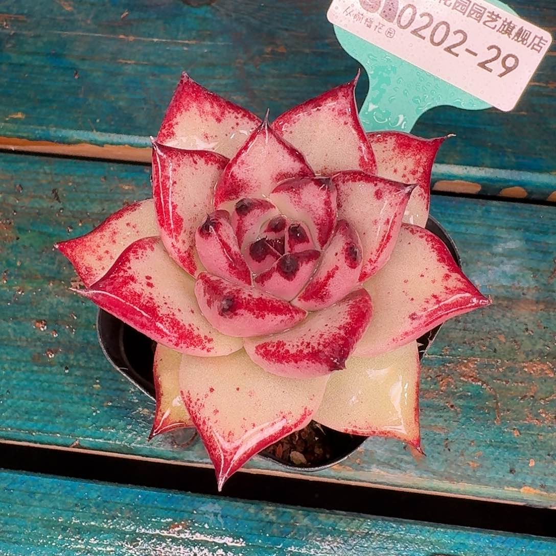 从前慢花园东云系多肉0202-29