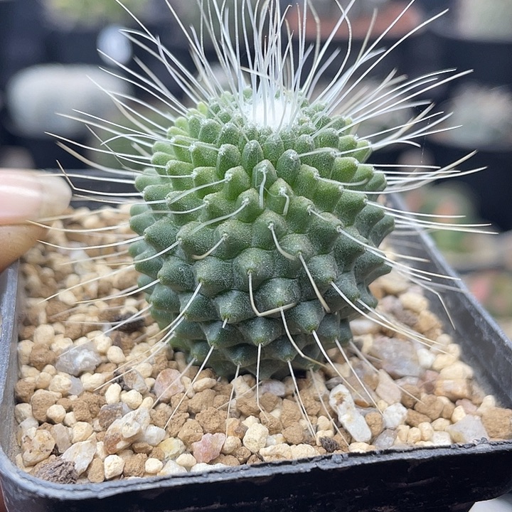 海泉变异一颗包邮