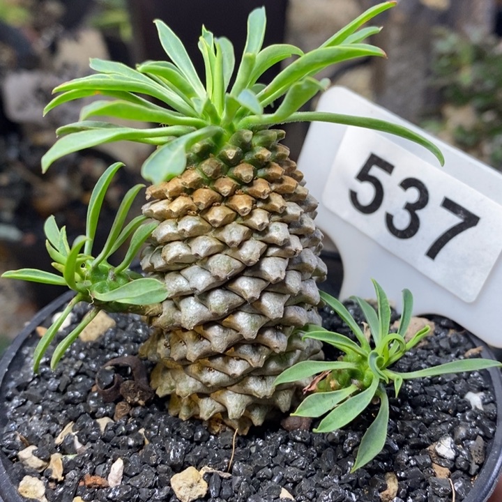 福利铁甲麒麟一颗！！！