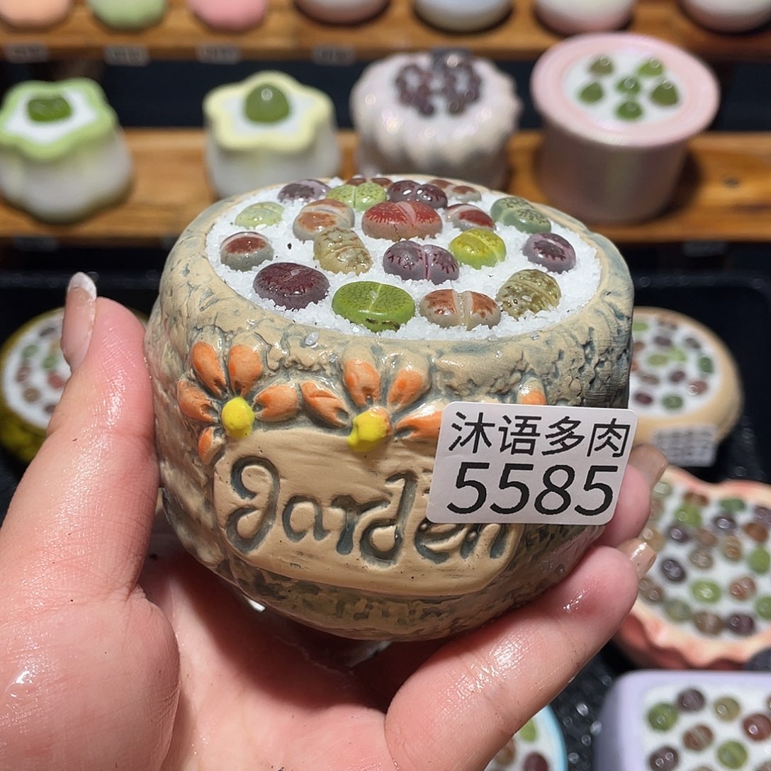 带盆土植物 一物一拍5585