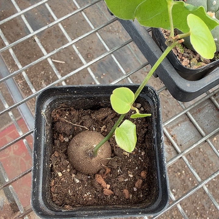 南非龟甲龙2仙人球