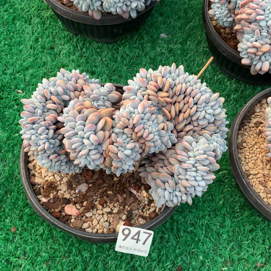 947粉兔缀多肉植物