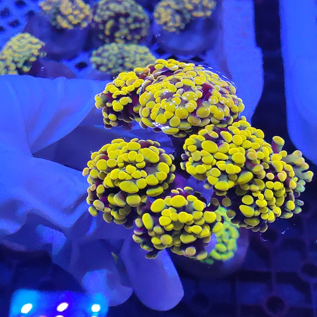 智海珊瑚 不支持退货不包邮接受再下单