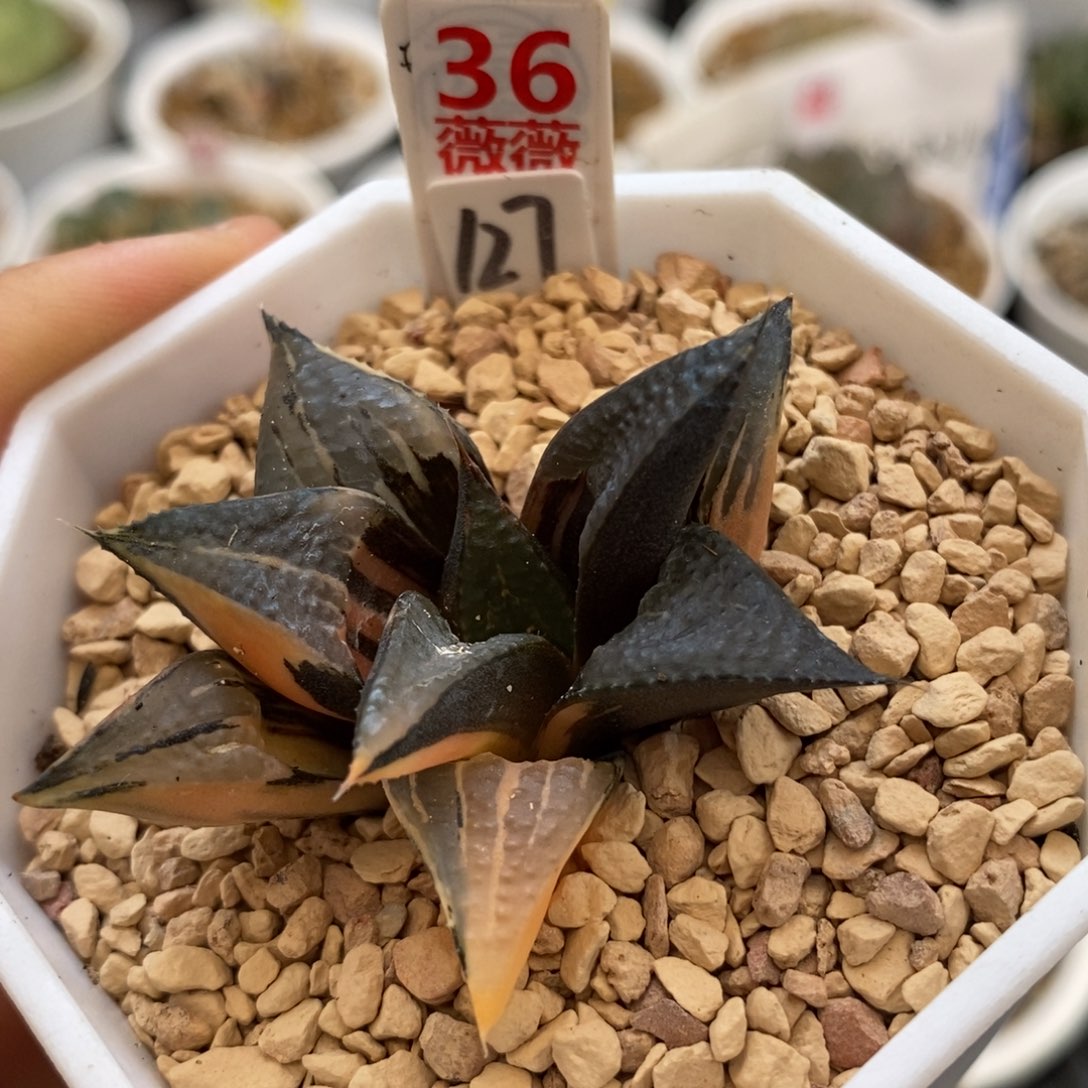 空**荡36多肉植物提取植物