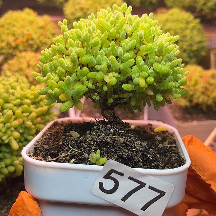 无花朵577蜜桔糖球