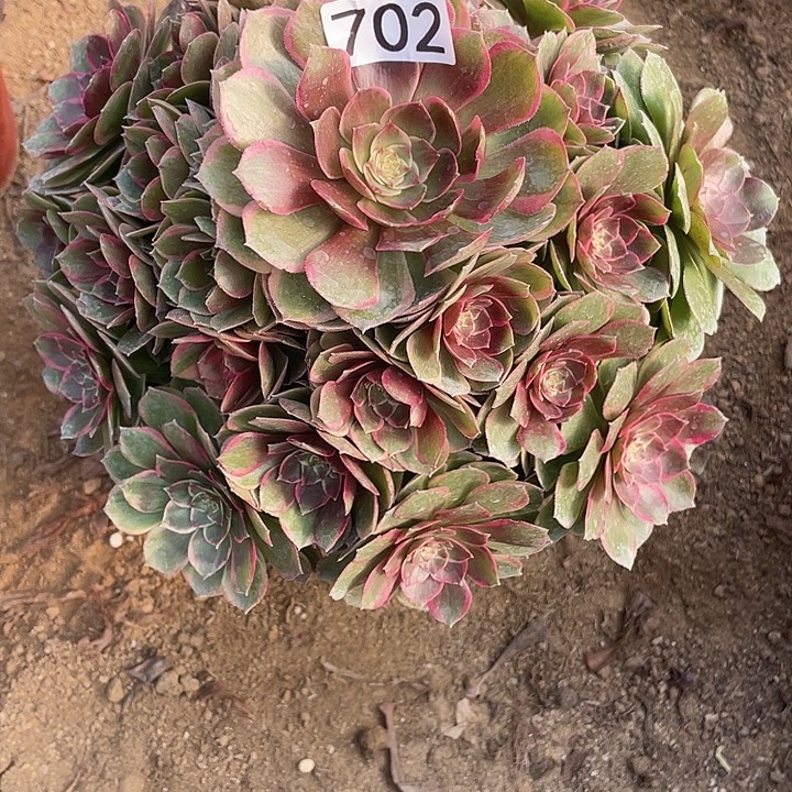 702粉花妖多肉植物