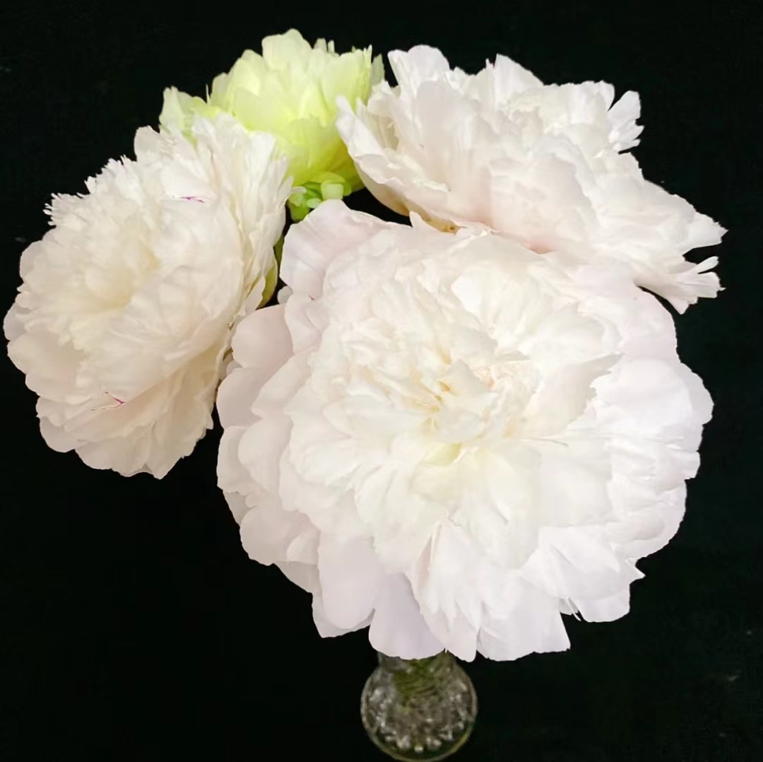 【白雪公主】2到3芽 芍药花苗，耐寒耐旱。送肥料