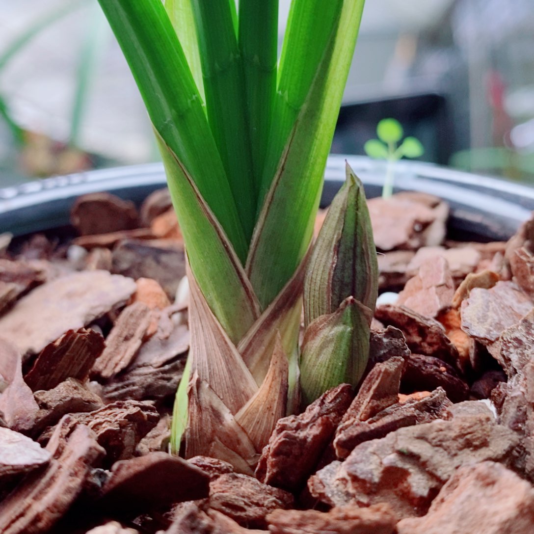 大部分花苞少量开放