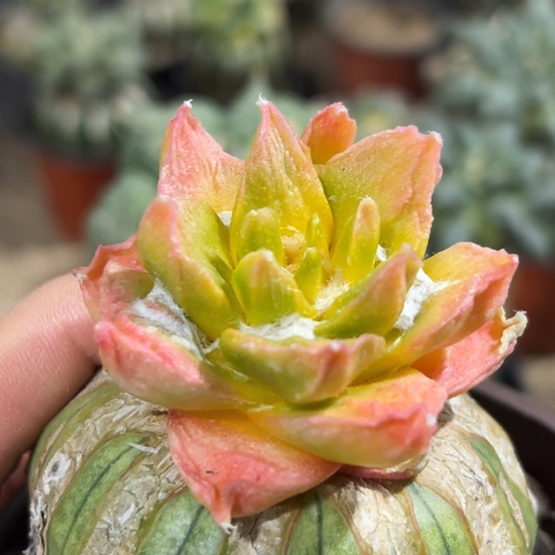 1***7完全开放福利红锦大尤博士牡丹锦062