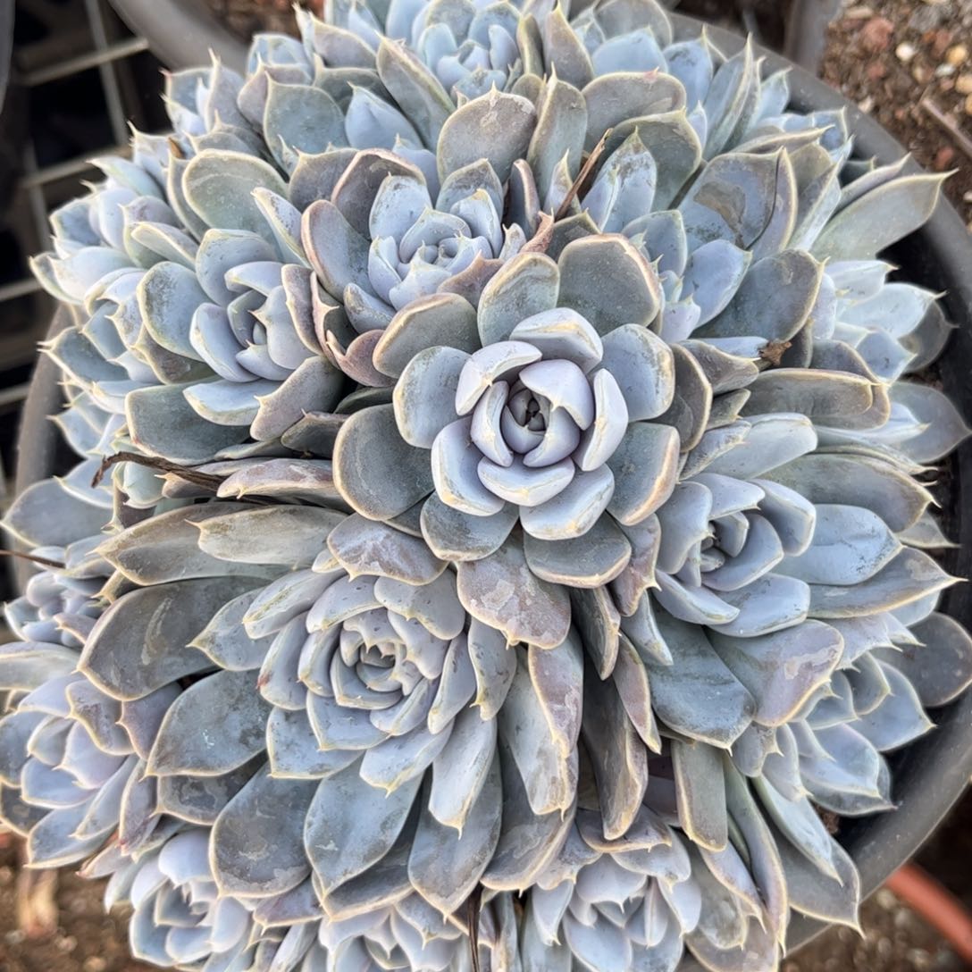 好姑娘多肉园艺，雪兔