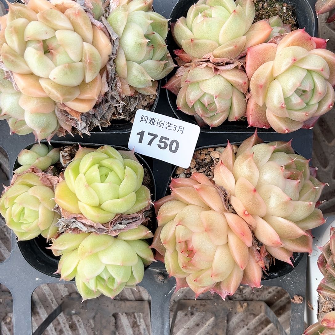 阿雅园艺。    1750