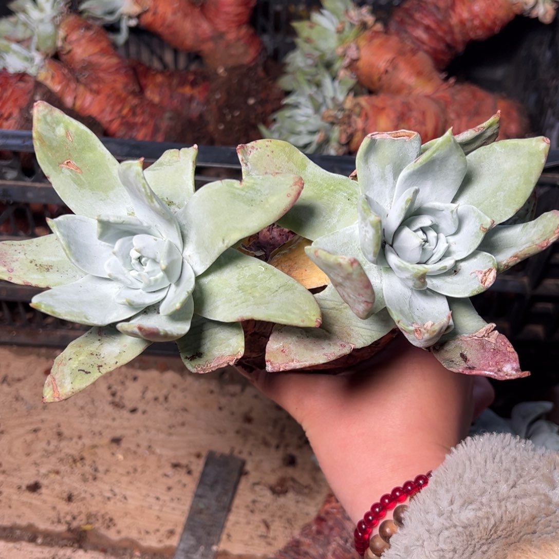 2940浦西哈哈哈哈哈哈哈哈