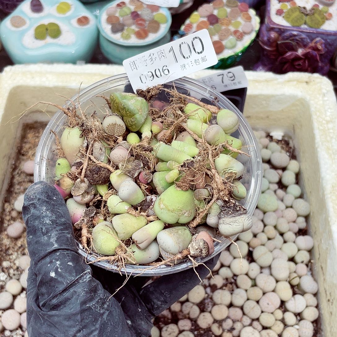生石花18包邮0906-100