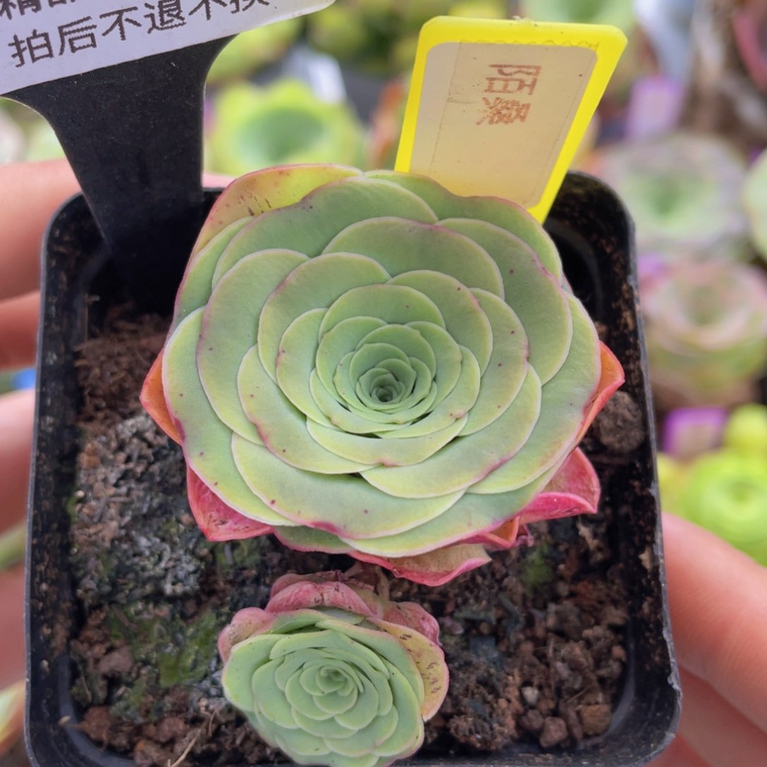 陌桑玫瑰一物一拍542