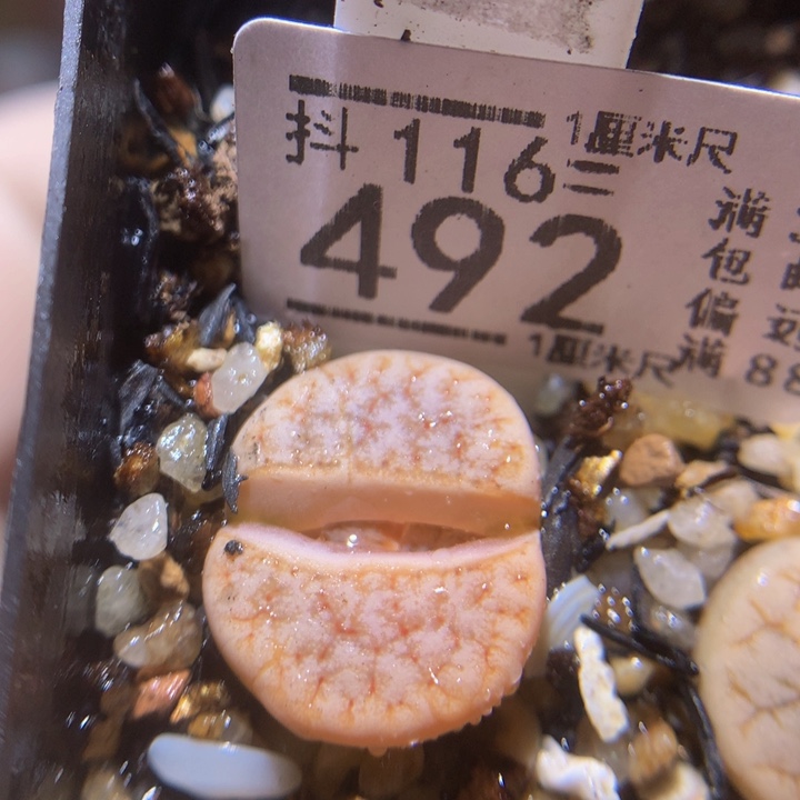 精品生石花116.492