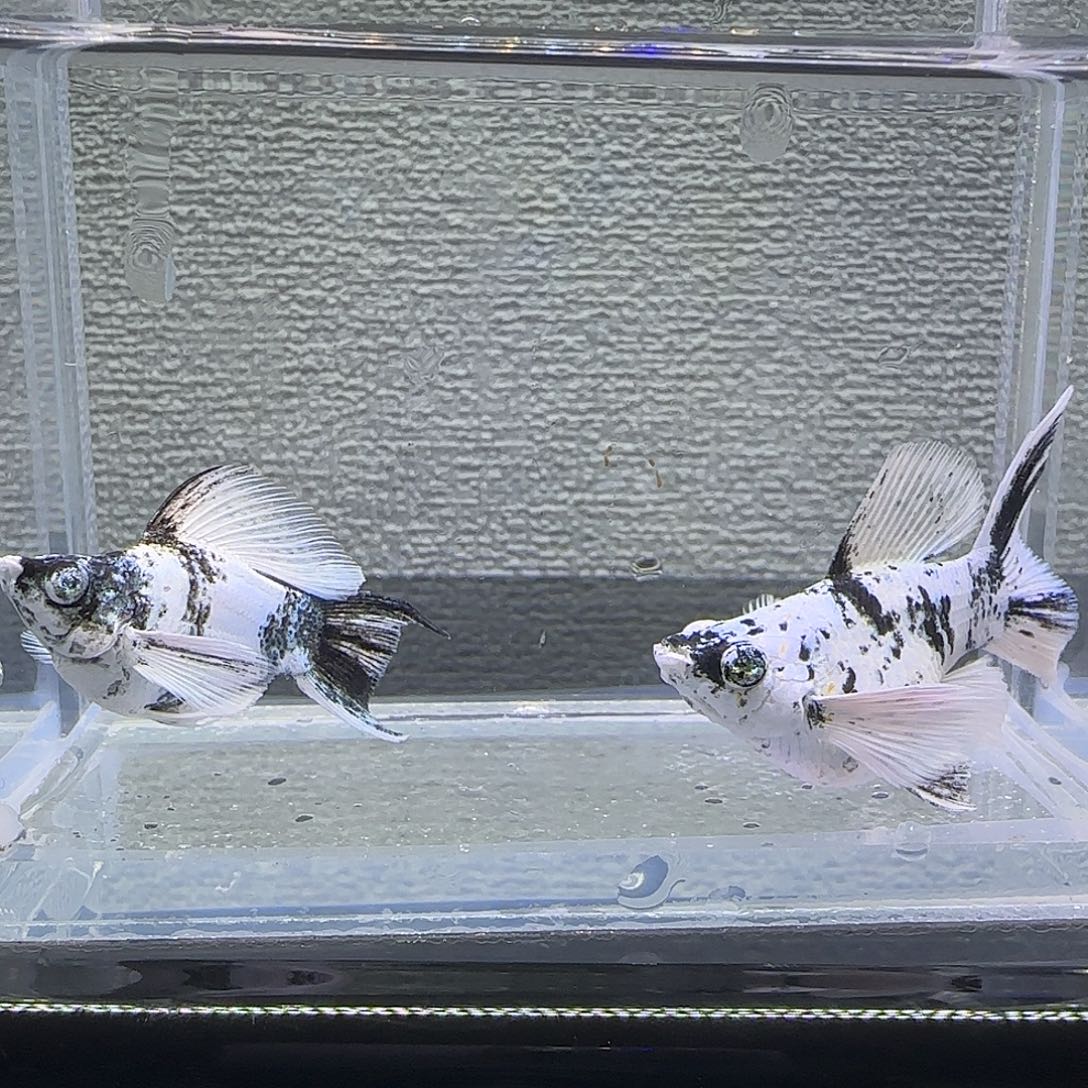 黑玛丽鱼水墨大种鱼钻眼