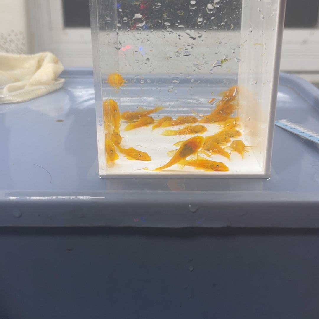 孔雀鱼小胡子20条开箱视频报损