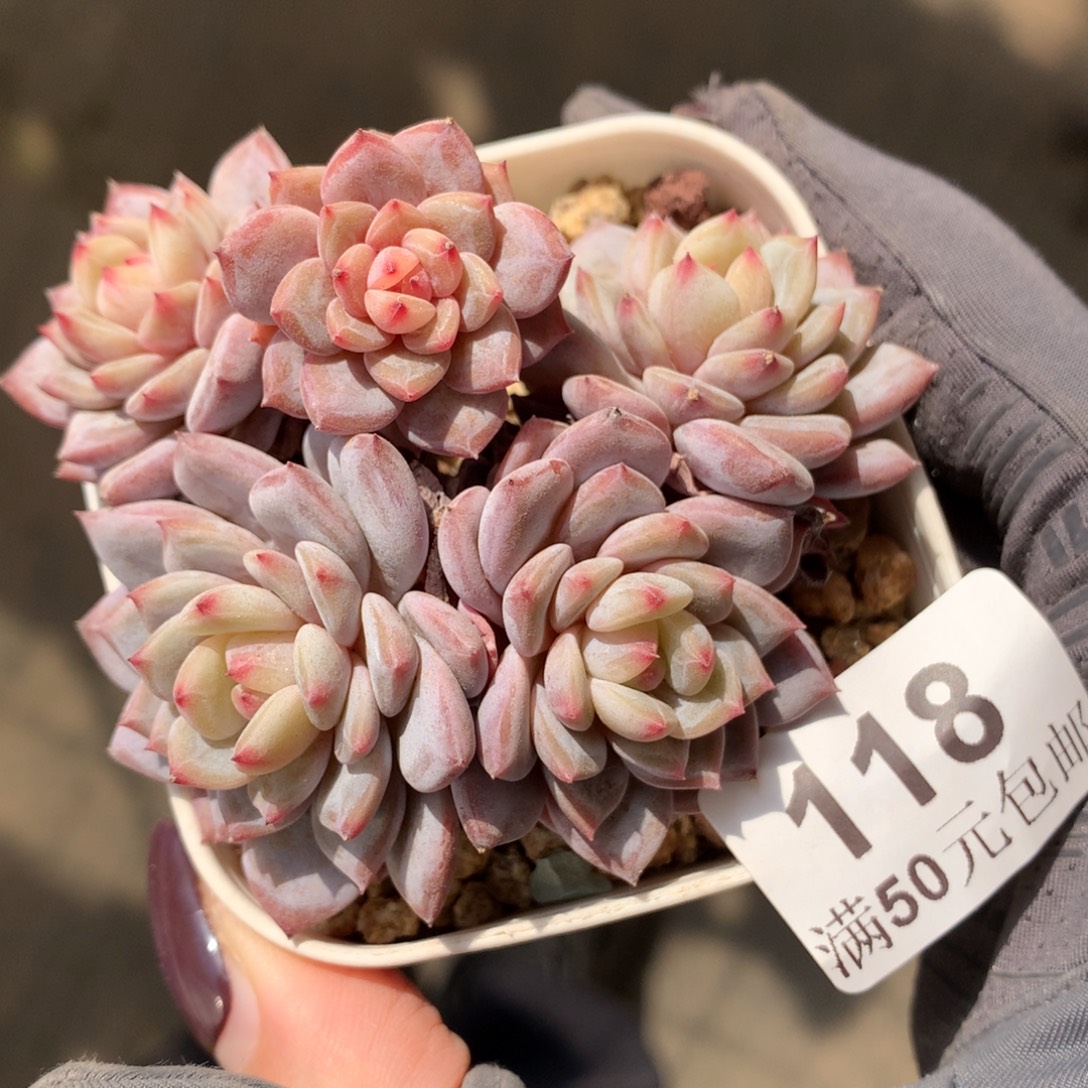 118。玉芙蓉老桩五头小脸群。6cm。