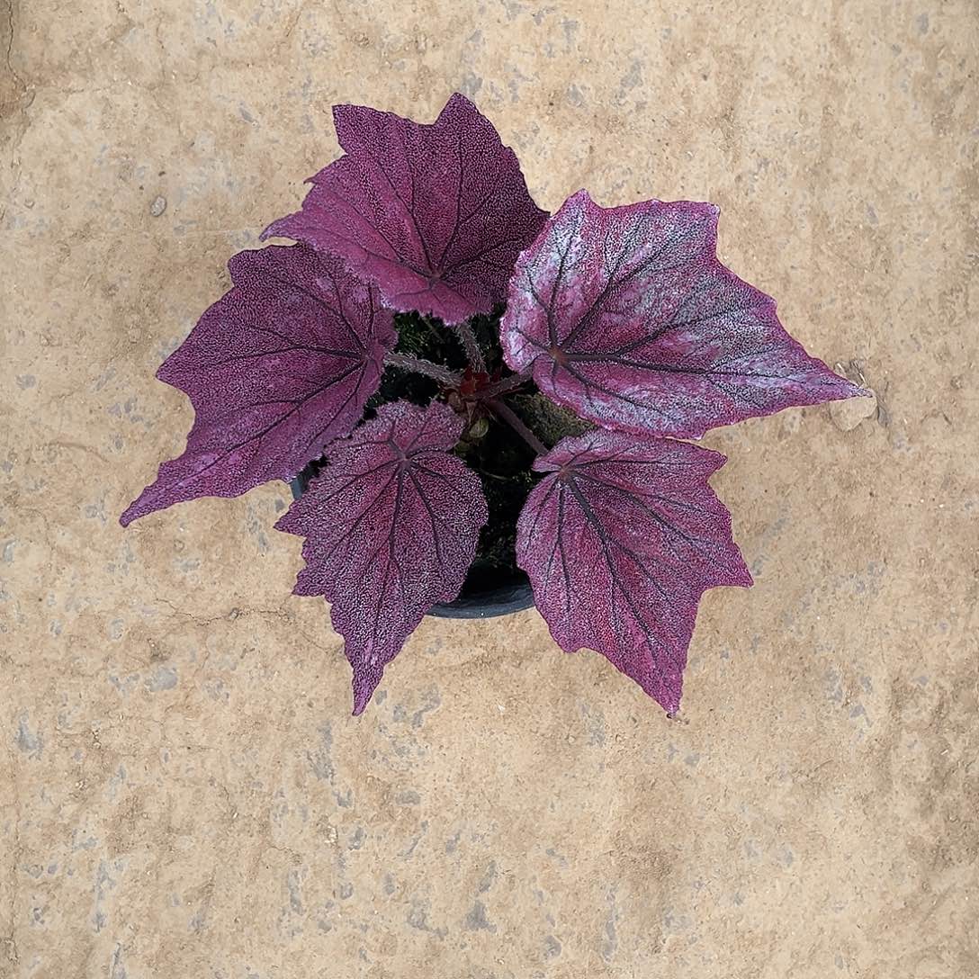 无花朵玛格丽特济南