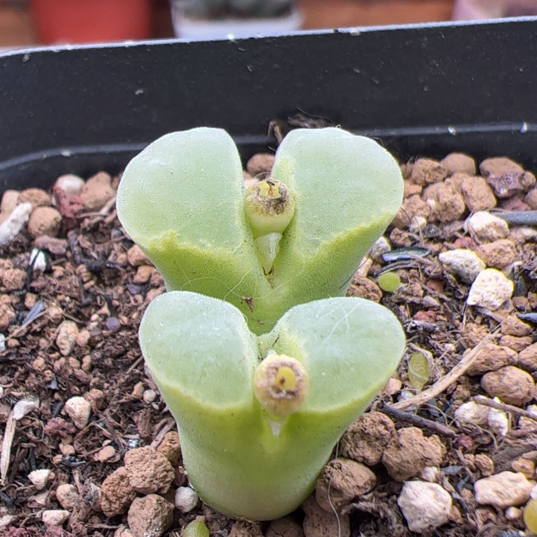 0598号极窗风铃 多肉植物