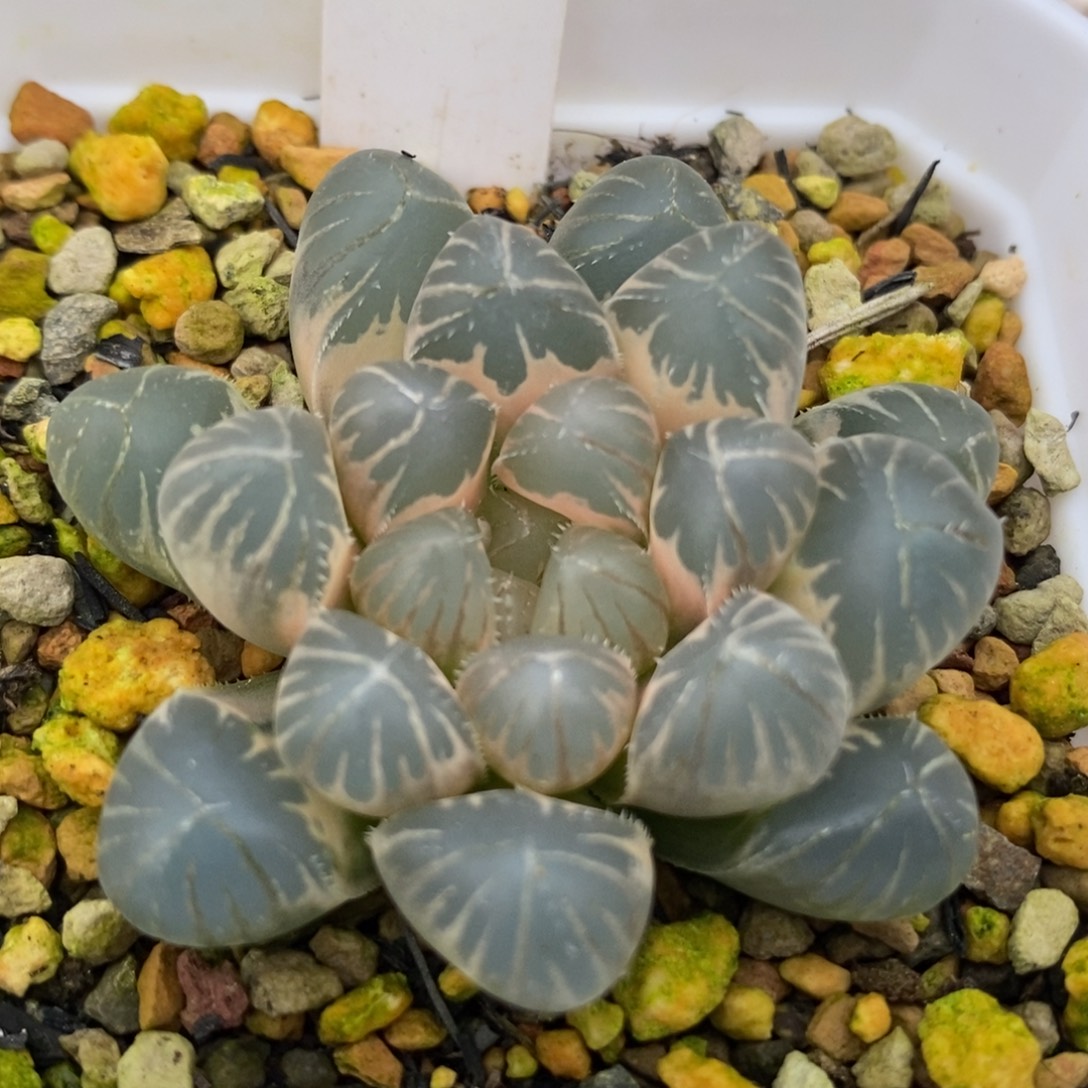 44糊斑龙珠玉露锦一物一拍