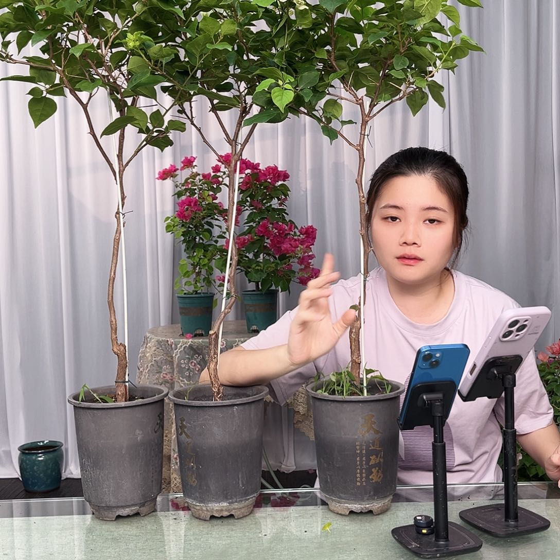 大部分开放少量花苞绿樱棒棒糖一颗