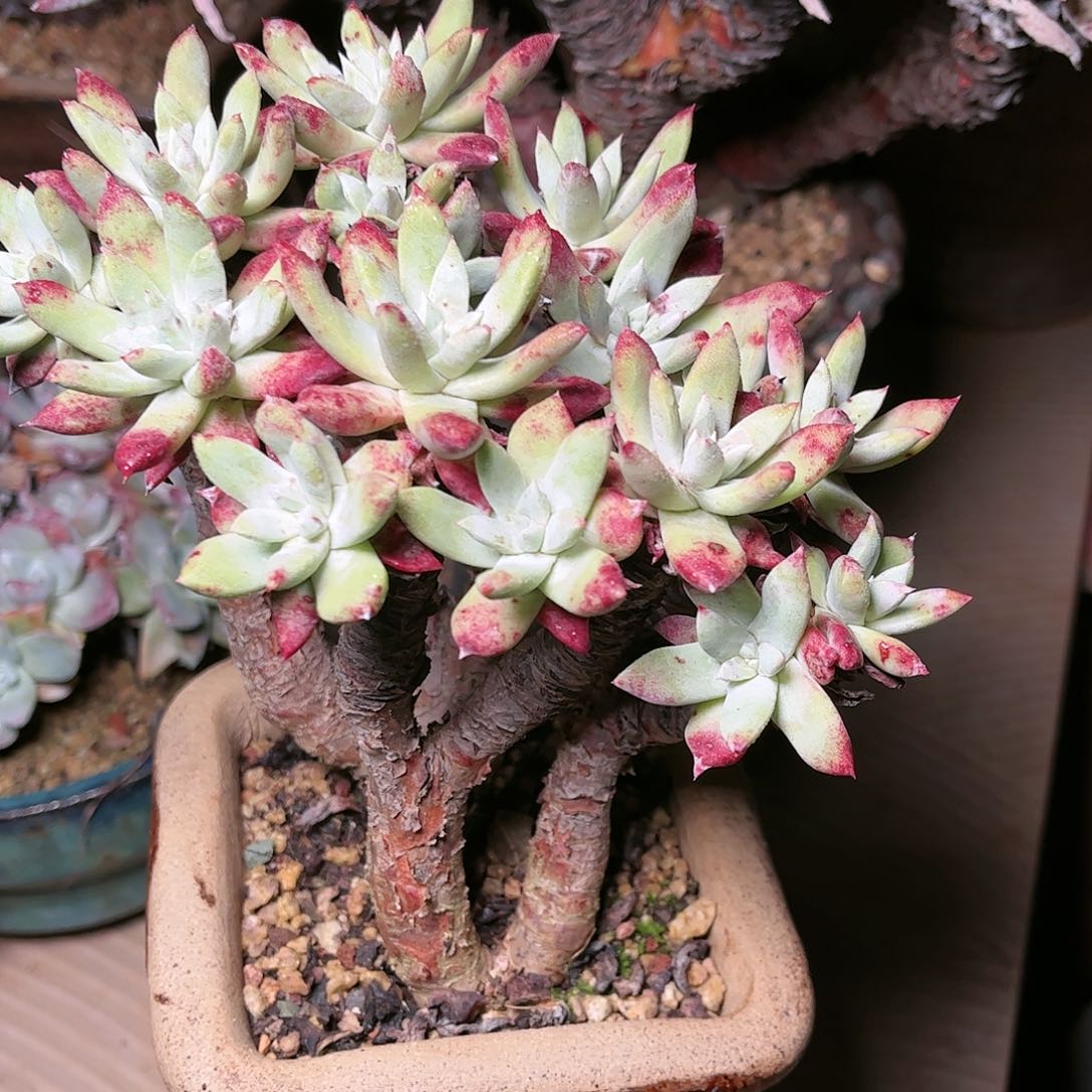 9750法瑞苹果叶多肉