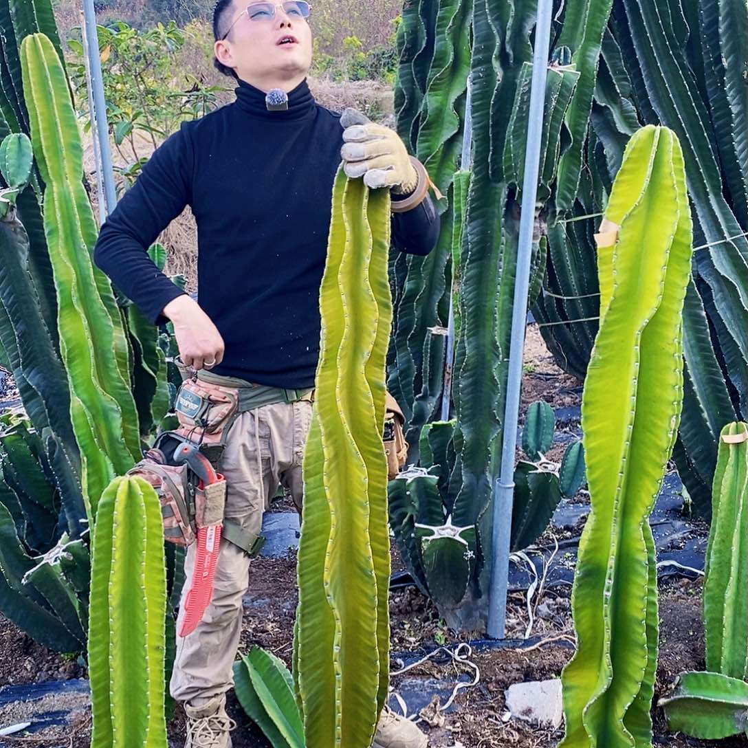 秘鲁苹果高度120厘米左右无根