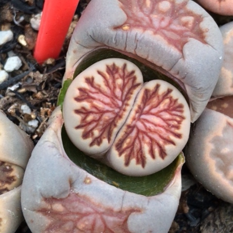 多肉肉锥 晕染红纹菊