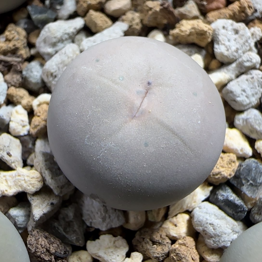 433v嘴多肉植物一颗