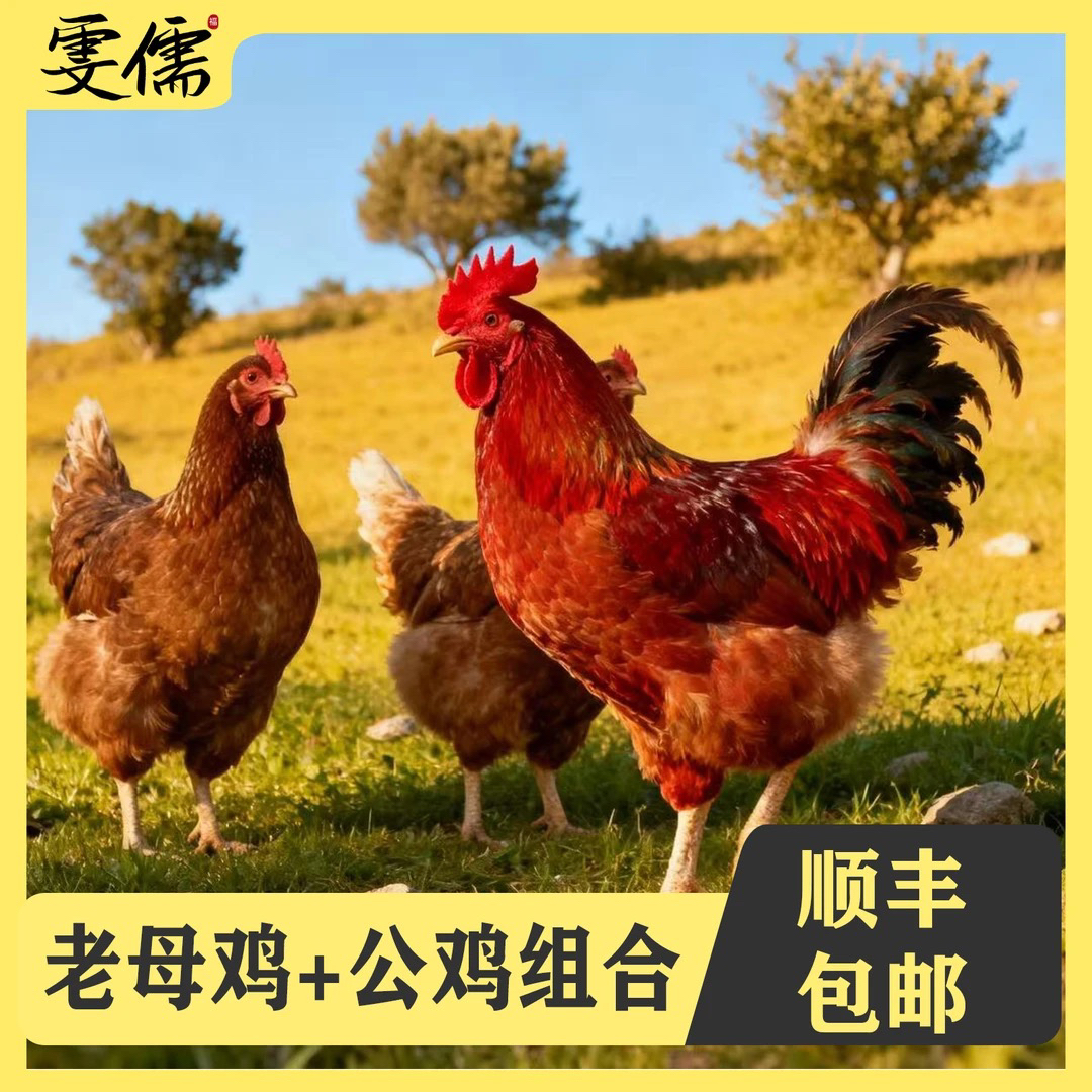 【飞腾农家】3只母鸡3年+赠1只公鸡150天 组合装 4只净重10斤