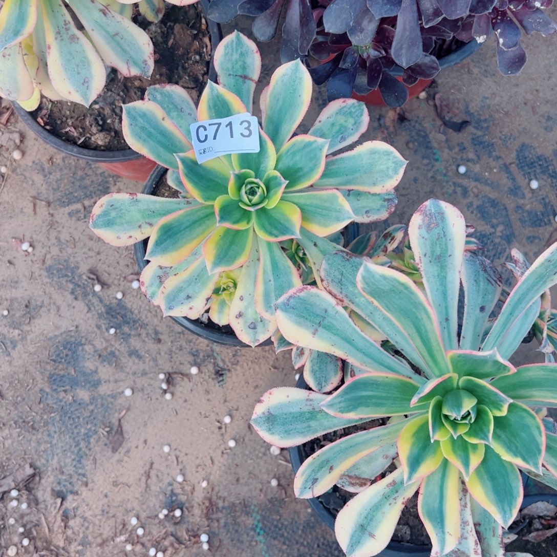 713灿烂多肉植物法师