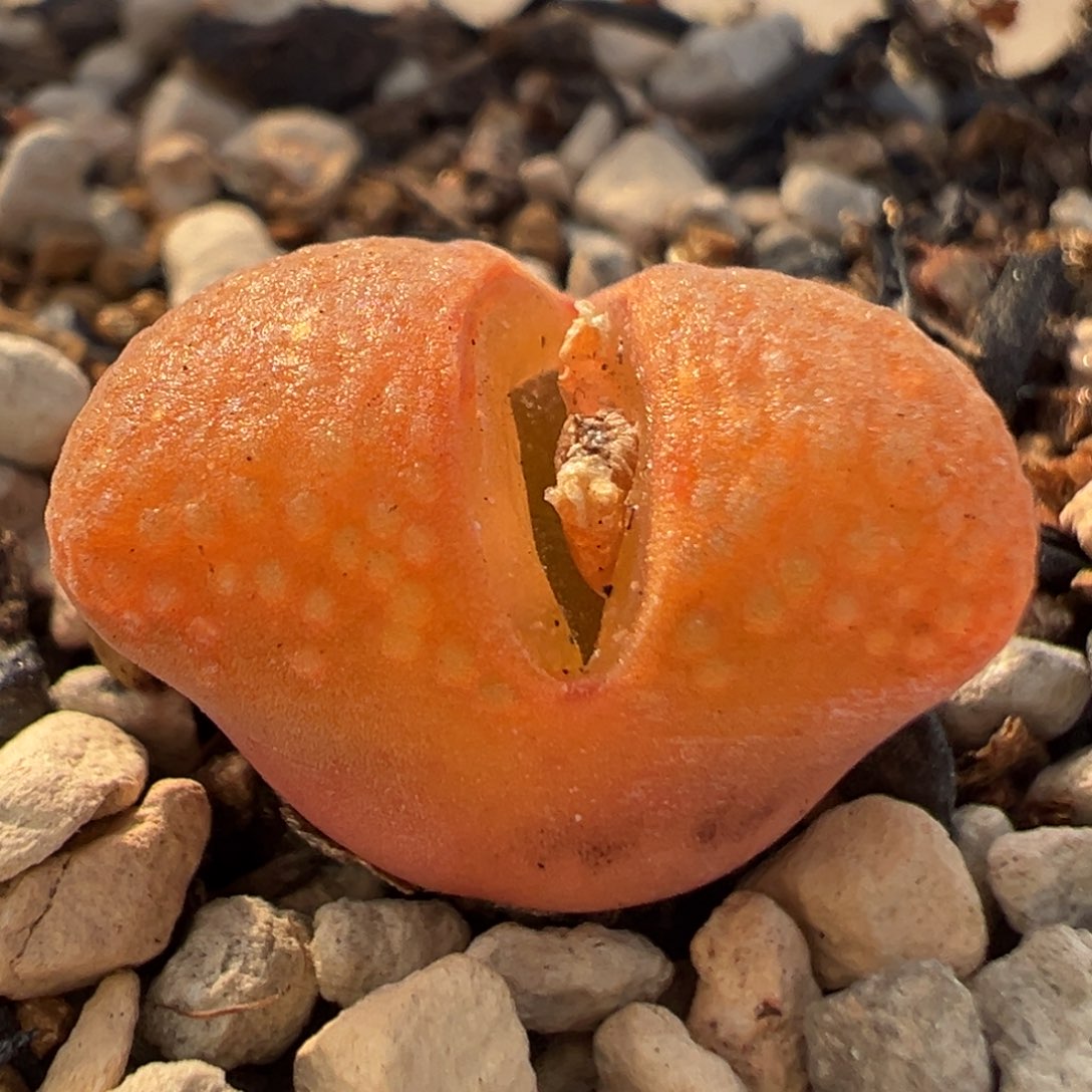 50多肉植物百科知识