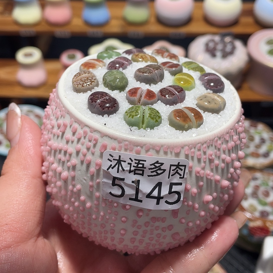 带盆土植物 一物一拍5145