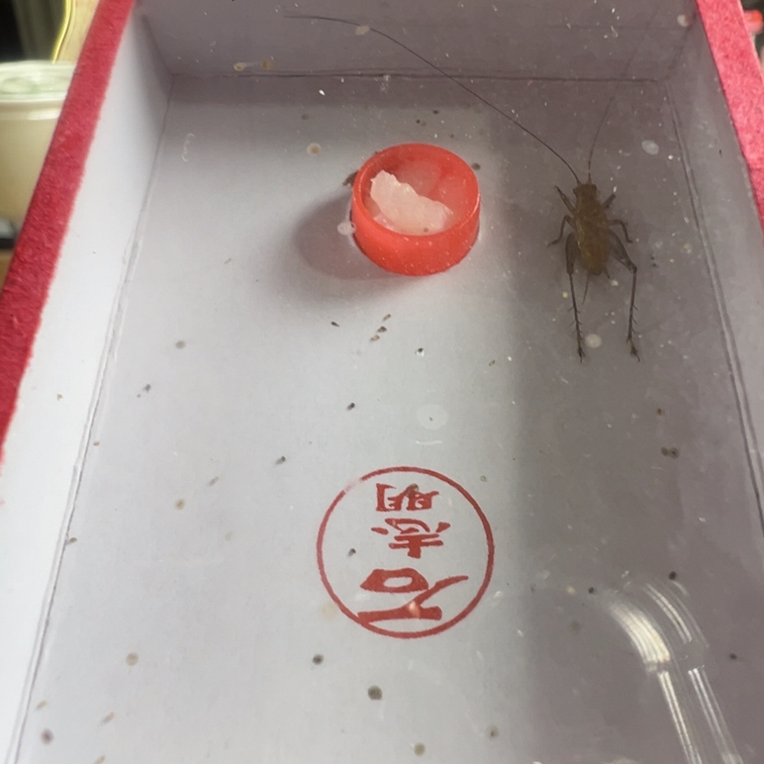 蟋蟀一只石老师长须断小尾枪