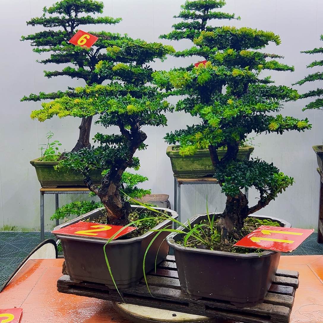 不开花植物罗汉松
