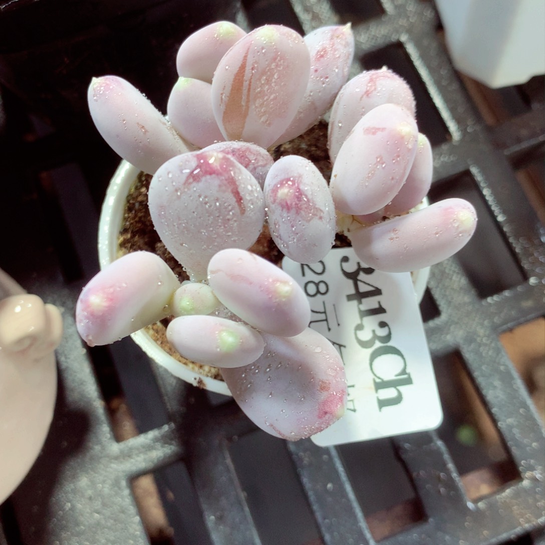 5厘米盆精控多肉3413