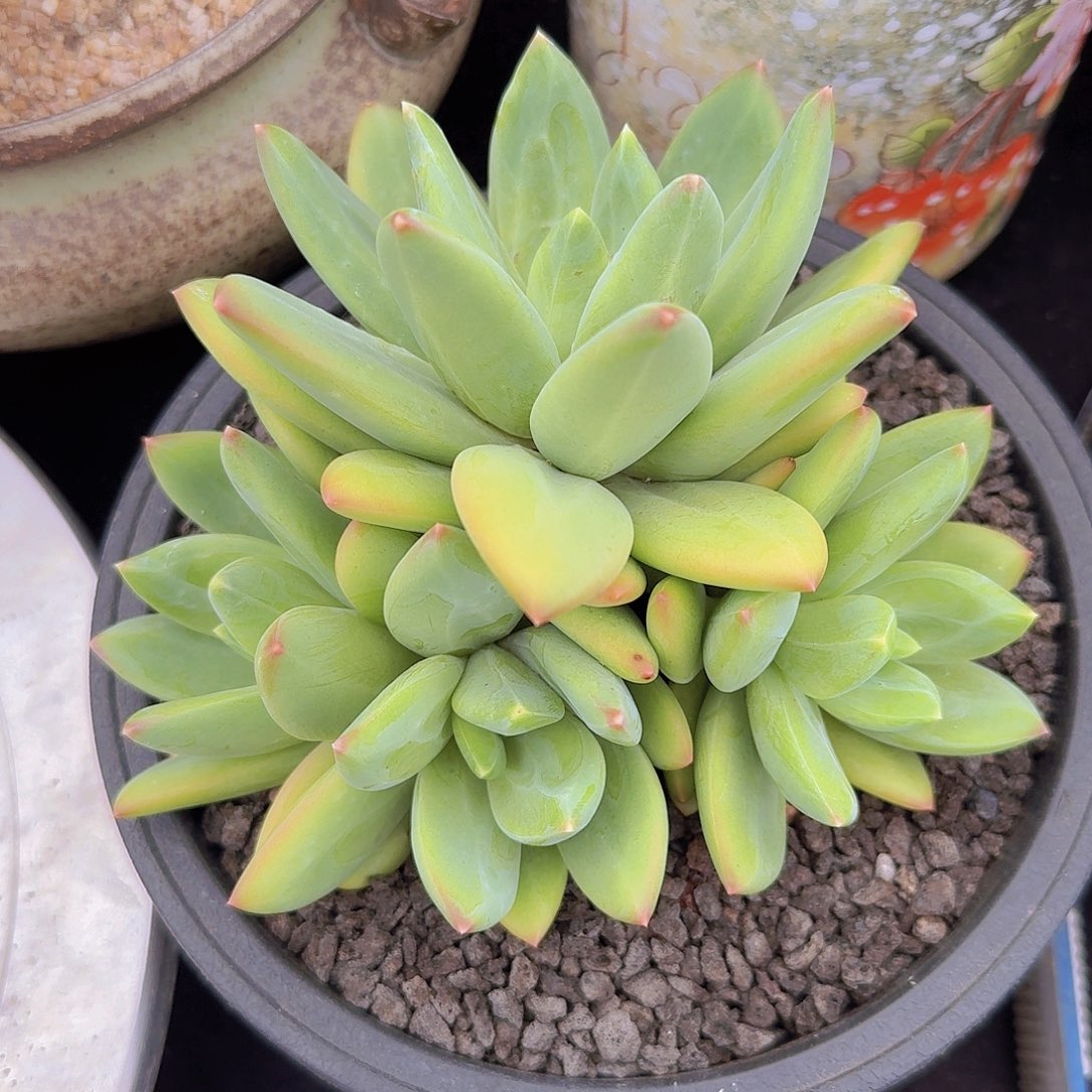 海洋之歌多肉一物一拍