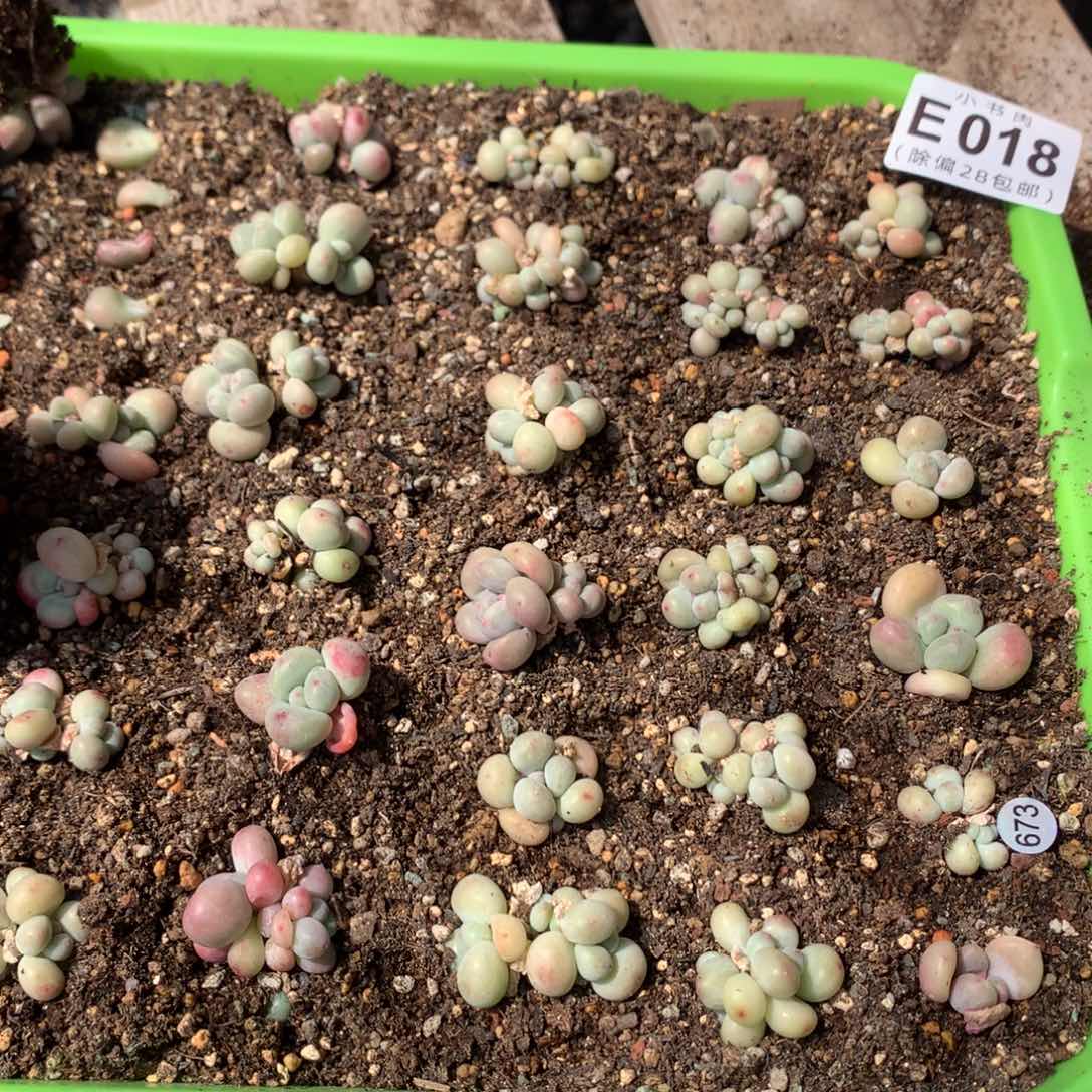 萤火虫奶多肉萤火虫