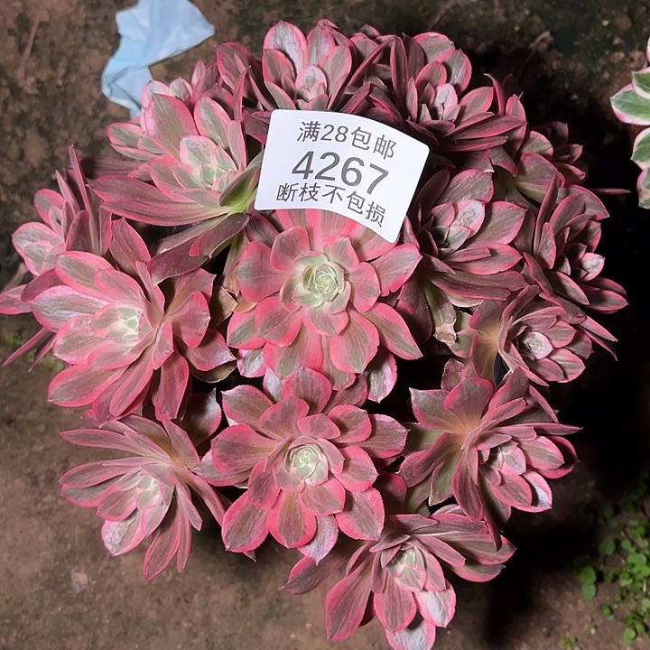 4267浣纱多肉植物