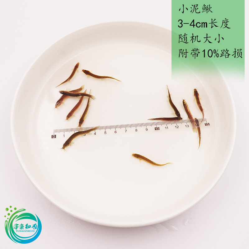 食用小泥鳅鲜活打窝活泥鳅钓翘嘴鲈鱼桂鱼活饵3-4cm鳅鱼龙鱼饲料 
