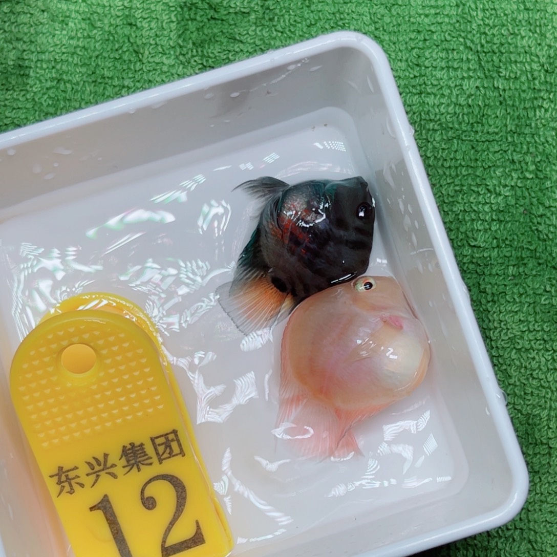 鹦鹉鱼摩卡一对一