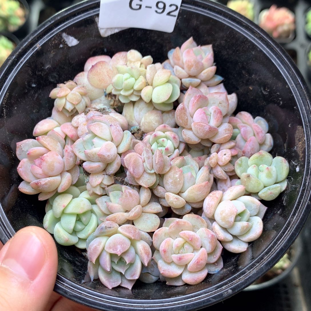 G92 珍妮糖心巫拉拉混合组合