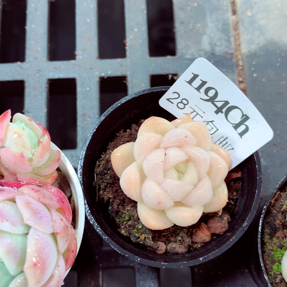 5厘米盆精控多肉1194