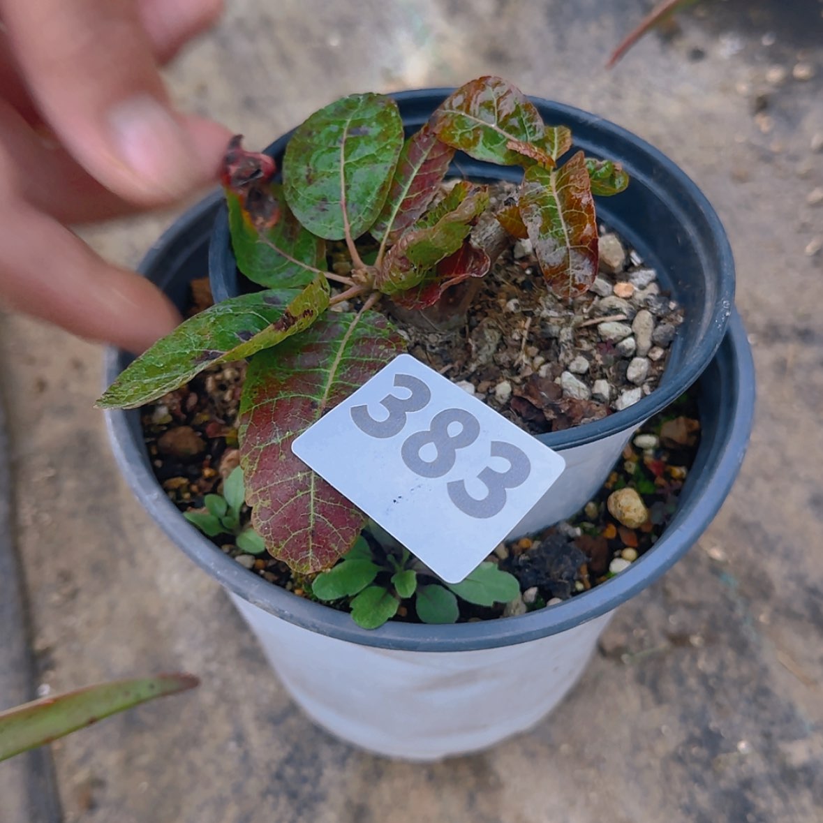 【闪购商品】刚*好块根植物