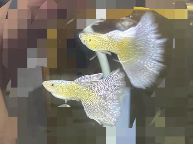 银蕾丝孔雀鱼活体